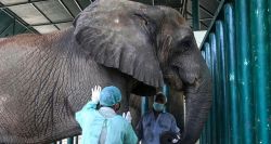 Les derniers éléphants du Pakistan luttent contre la tuberculose avec 400 comprimés par jour
