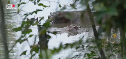 En Colombie, les hippopotames d'Escobar sont devenus un fléau