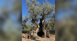Les oliviers du Liban-sud : quand la paix reste en friche