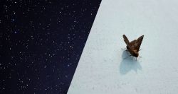 Les papillons de nuit australiens ont les étoiles pour boussole 