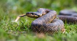 Liban: les serpents de retour avec la chaleur