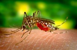 Malaria au Liban: retour discret ou simple alerte?