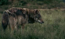 En Europe, le loup reste une «espèce protégée», mais moins qu'avant