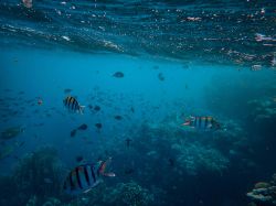 Océans: des scientifiques mettent en évidence l'efficacité de très grandes aire protégées