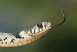 Mordu par des serpents à 200 reprises pour aider à trouver un antivenin universel