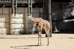 Bébé girafe au zoo de Copenhague