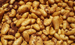 Les agriculteurs en détresse: appel pour rouvrir les marchés saoudiens