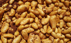 Lancement d'une initiative pour stabiliser le marché de la pomme de terre
