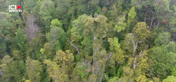 Au Chili, un arbre millénaire face au changement climatique