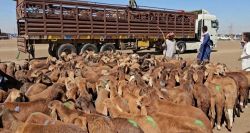 Soudan : Ramadan sous pression à Gedaref