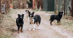 Chiens errants empoisonnés – encore