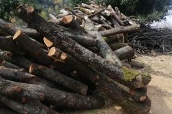 Abattage d’arbres à grande échelle à Chahtoul , dans le Kesrouan