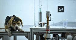 Le flair des chiens au service de la détection du cancer