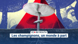 Les champignons, un monde à part