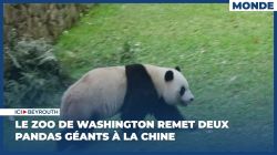 Le zoo de Washington remet deux pandas géants à la Chine