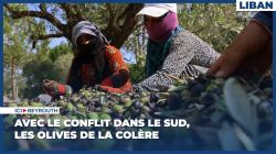 Avec le conflit dans le Sud, les olives de la colère