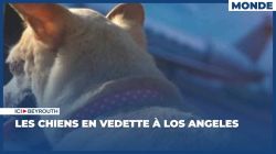 Les chiens en vedette à Los Angeles