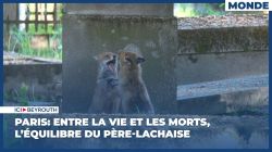 Paris: entre la vie et les morts, l'équilibre du Père-Lachaise