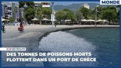 Grèce: des tonnes de poissons morts dans une ville portuaire