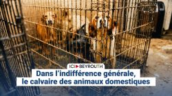 Dans l'indifférence générale, le calvaire des animaux domestiques