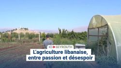 L’agriculture libanaise, entre passion et désespoir