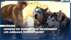 Menace de guerre: que deviennent les animaux domestiques?