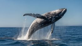 À New York, les baleines à bosse font leur grand retour