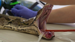 Un traitement humain sauve un python