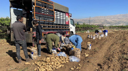 Pommes de terre: une récolte abondante à l'épreuve du marché 