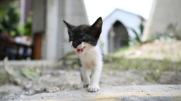 Venezuela: un refuge pour les animaux rescapés du séisme