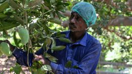 Au Pakistan, la guerre au Moyen-Orient fait chuter les exportations de mangues