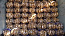 Le marché libanais de la pomme de terre en chiffres