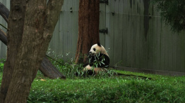 Pandas à Atlanta: les nouveaux ambassadeurs de Pékin