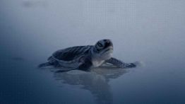 Malaisie: la tortue verte, symbole d'espoir pour la biodiversité