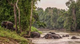 À Bornéo, protéger les éléphants passe par la cohabitation 
