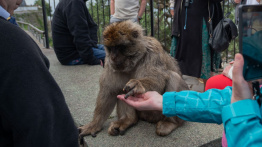 À Gibraltar, les macaques mangent mal