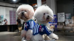 Adidas entre dans l’univers du pet fashion