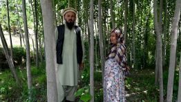Afghanistan : le retour des forêts après des décennies de déforestation