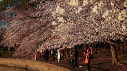 Tokyo célèbre l’arrivée précoce des cerisiers en fleurs
