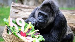 Fatou, la plus vieille gorille du monde, fête ses 69 ans