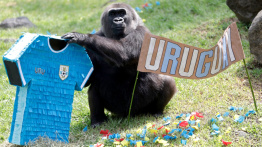 Mondial 2026: quand les animaux prédisent les résultats des matchs