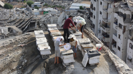 À Gaza, l'apiculture sur les toits