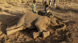 Kenya: un mal mystérieux décime les éléphants