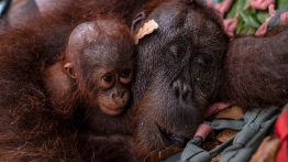 En Indonésie, une mère orang-outan et son petit secourus des feux de forêt
