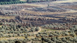 Liban: le secteur agricole durement touché par la guerre