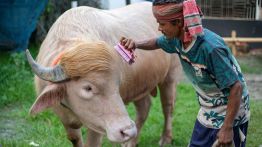 Bangladesh: le buffle «Donald Trump» épargné et envoyé au zoo