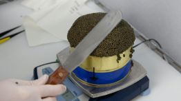 Caviar béluga : l’or gris de Bulgarie