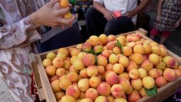 Le changement climatique menace l’industrie de l’abricot au Tadjikistan