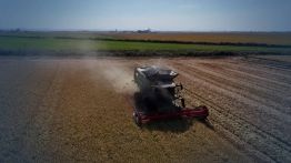 En Italie, le riz d’hier pour affronter le climat de demain
