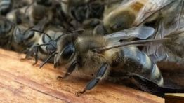 États-Unis: les abeilles en danger